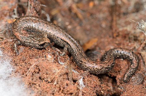 Gregarious slender salamander